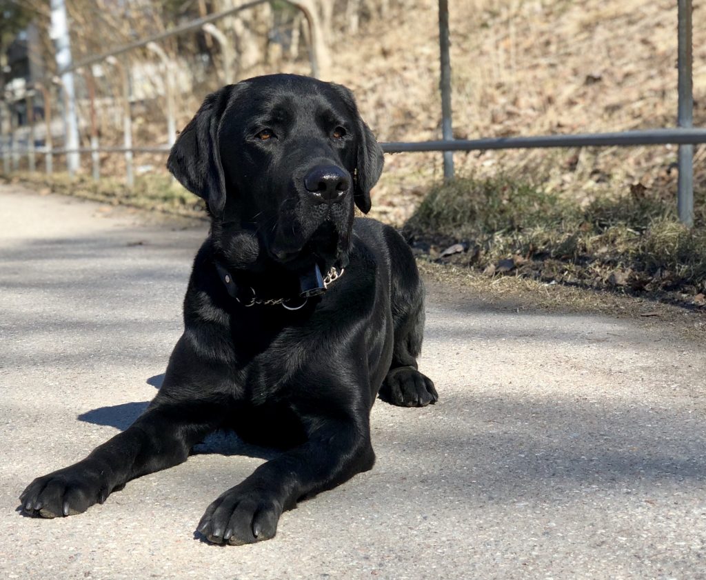 Zico, en svart labrador, ligger på en gångväg. Han har en rastklocka om halsen. 