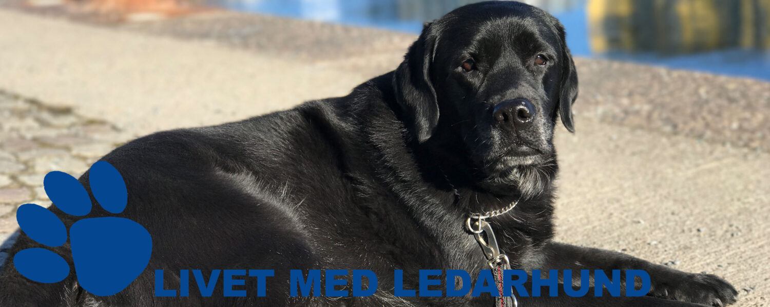 Livet med ledarhund